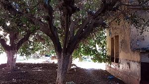 ORAN ECOLE PASTEUR QUI EST SQUATTEE (6)